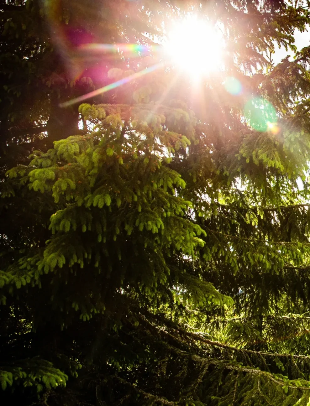 sun shining through the trees